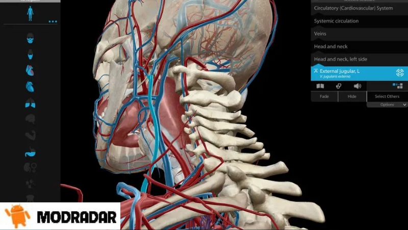 Human Anatomy Atlas 2025 Mod Support world languages of the Human Anatomy Atlas 2025 Mod application